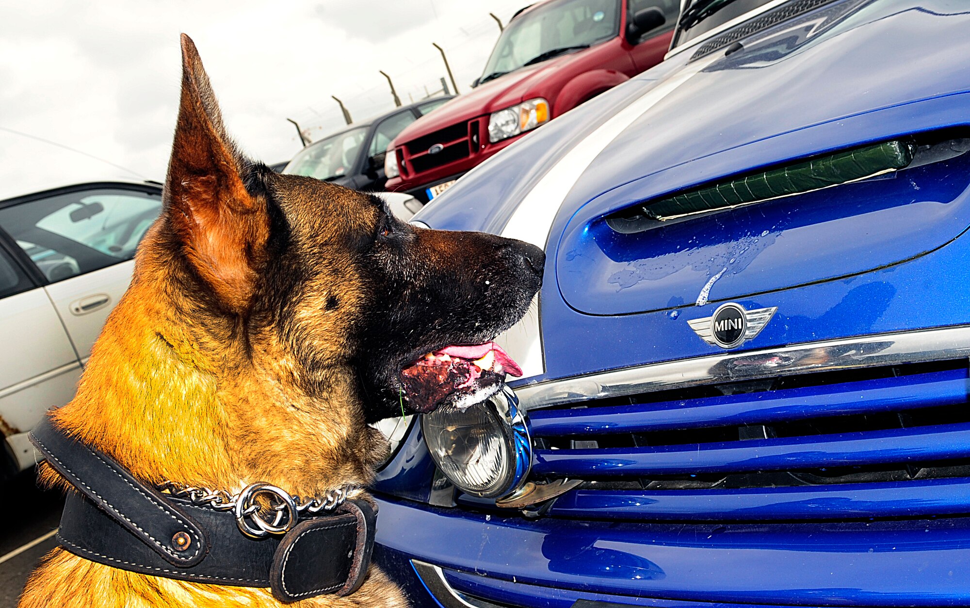 RAF MILDENHALL, England – Ootto, 100th Security Forces Squadron military working dog, sits and stares at his find of contraband during a training exercise here Aug. 12, 2011. The MWDs will sit after finding their target to signal they have successfully found the contraband. (U.S. Air Force photo/Senior Airman Ethan Morgan)