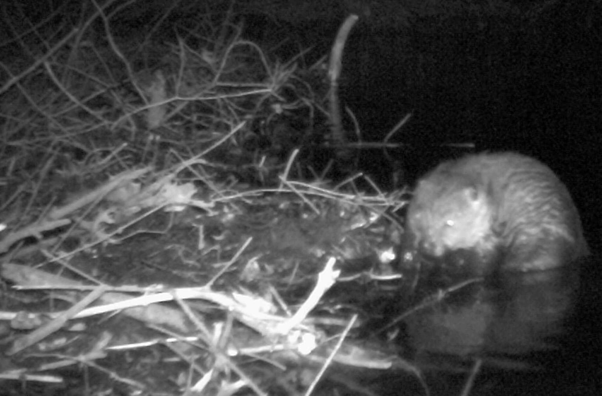 A beaver builds a dam at Dover Air Force Base, Del. The beaver was photographed at night via infared camera, and later caught, by the 436th Civil Engineer Squadron pest management shop.