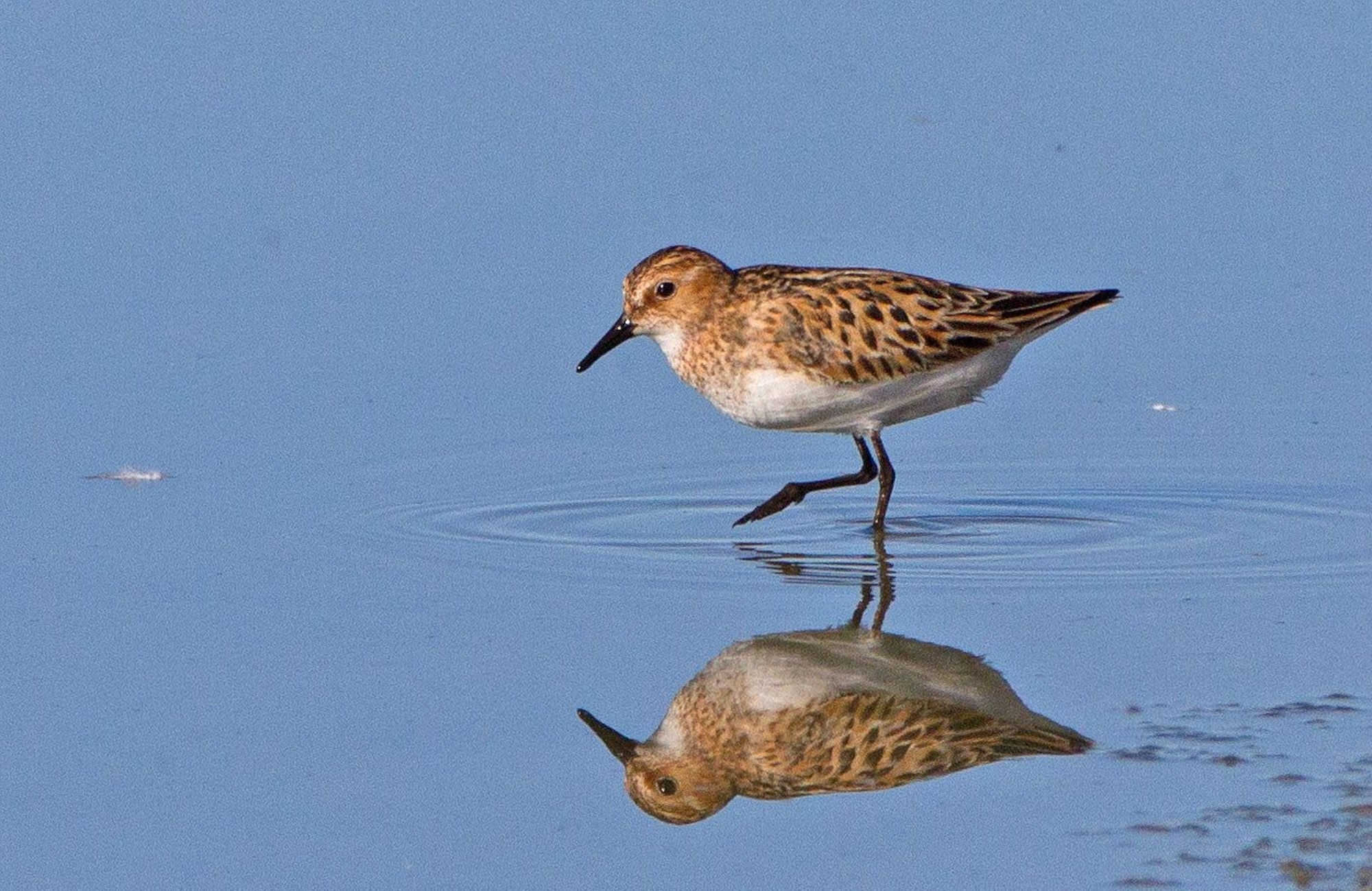 A Little Stint wades through the water at Piute Ponds on Edwards Air Force Base. The bird breeds in arctic Europe and Asia. The marsh area attracts several migratory birds because of its location along the Great Basin corridor of the Pacific Flyway. (Courtesy photo by Larry Sansone)