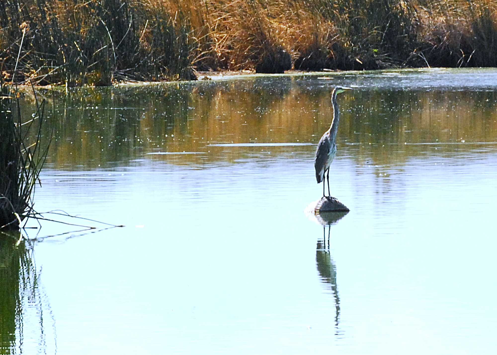 A Great Blue Heron stands on a stump in the middle of Piute Ponds at Edwards Air Force Base. The ponds are a functional ecosystem consisting of up to 600 acres of wetlands artificially maintained with effluent from the Los Angeles County Sanitation District 14 water reclamation plant. (Air Force photo by Kenji Thuloweit)