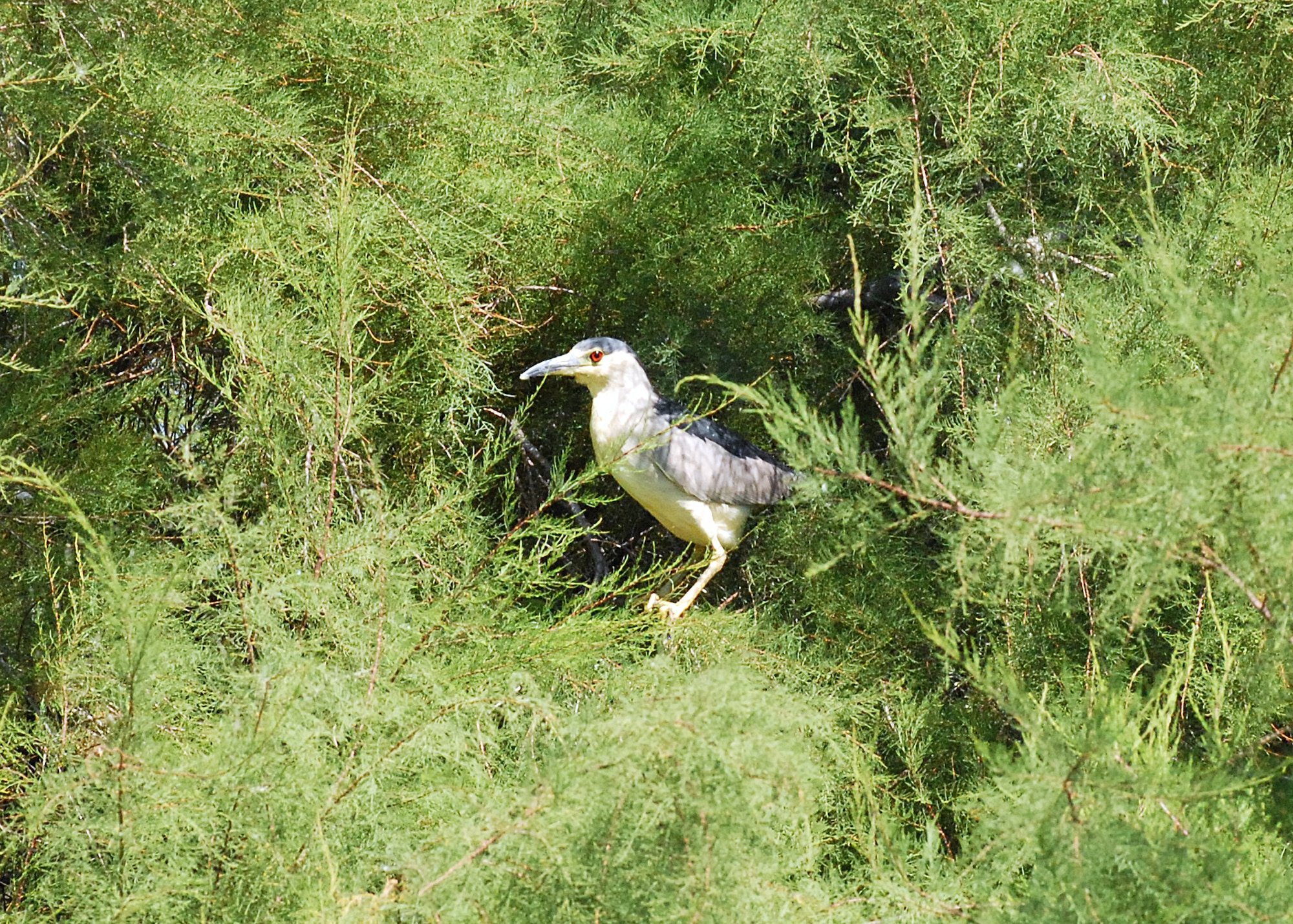 A Black-crowned Night-Heron sits in a tree at Piute Ponds. The ponds are comprised of a series of channels, dikes and evaporation ponds covering up to 600 acres in the southwest corner of Edwards Air Force base. (Air Force photo by Kenji Thuloweit)