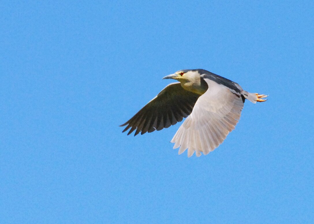 A Black-crowned Night-Heron soars through the sky over Edwards’ Piute Ponds. The ponds attract several migratory birds because it is situated along the Great Basin corridor of the Pacific Flyway. (Air Force photo by Melissa Buchanan)