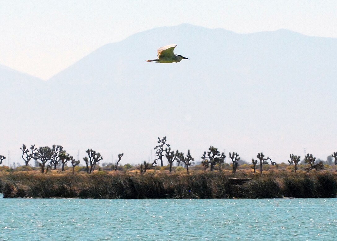 A Black-crowned Night-Heron flies over Piute Ponds at Edwards Air Force Base. The ponds are located in the extreme southwest of the base and are situated along the Great Basin corridor of the Pacific Flyway. For this reason, the ponds attract several migratory bird species. (Air Force photo by Melissa Buchanan)
