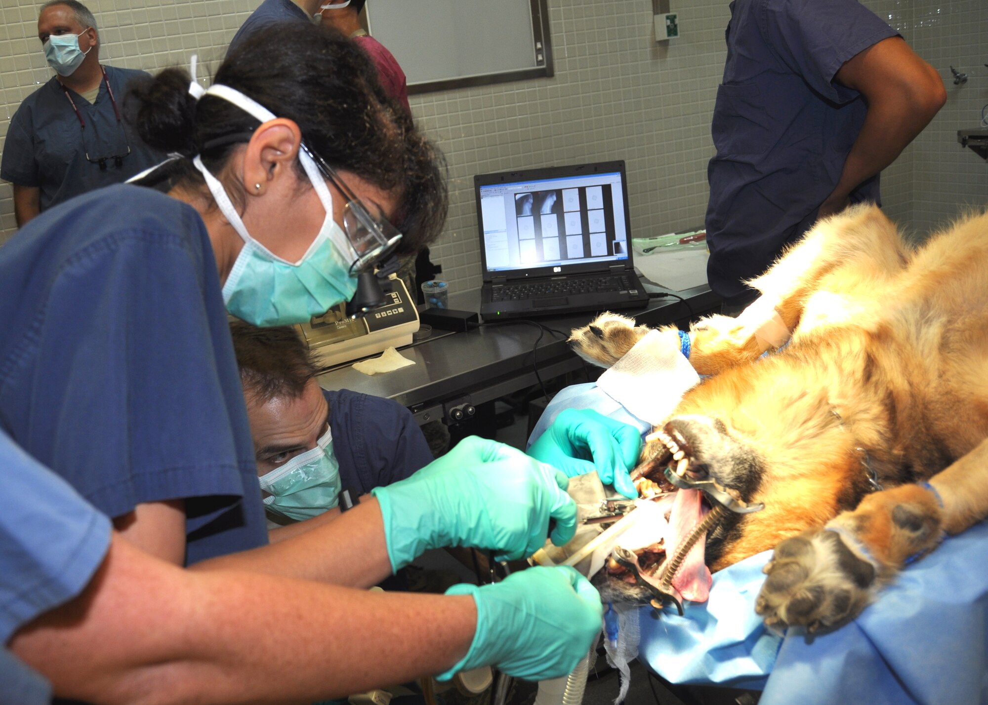 Major (Dr) Arezoo Barani, 81st Dental Squadron, left, and Major (Dr) Rhett Casper 81st DS, perform a root canal on a valued member of the 81st Security Forces Squadron — military working dog “Ziko.”  The second-year endodontics residents graduated from the residency program the next day.  (U.S. Air Force photo by Steve Pivnick)