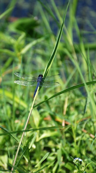 Natural wonders found at Wade Lake.

(US Air Force photo/SrA Kelly Galloway)