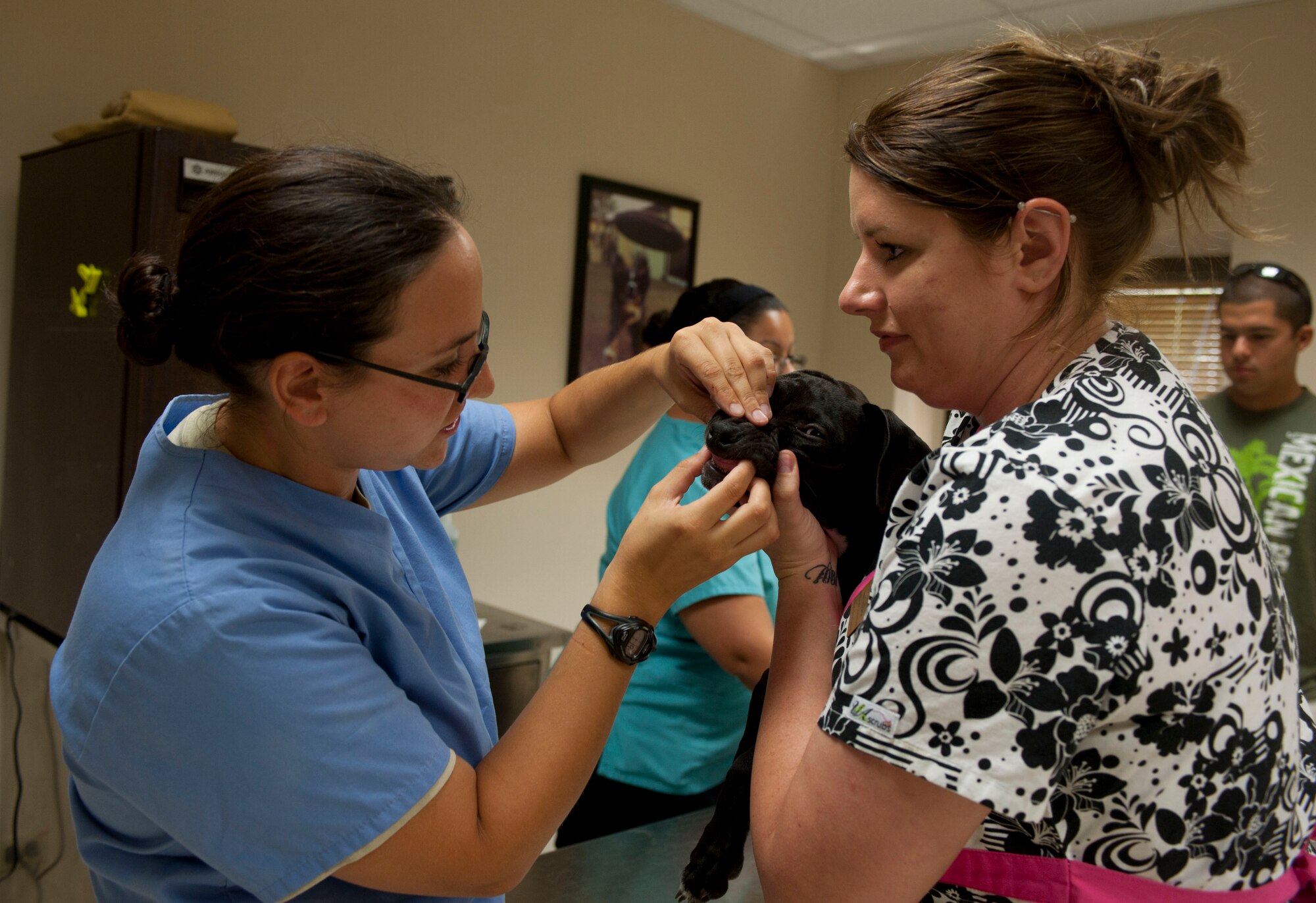 Army Capt. Tacia Despo, Incirlik Air Base veterinarian, determines the age of Chloe, the dog of Airman 1st Class Jordan Capela, 39th Security Forces Squadron, and his wife, Brooklyn, by inspecting Chloe's teeth with the help of Stacey Ball, 39th Force Support Squadron animal health technician, at the veterinary clinic Aug. 18, 2011, at Incirlik, Turkey.(U.S. Air Force photo by Airman 1st Class Clayton Lenhardt/Released)