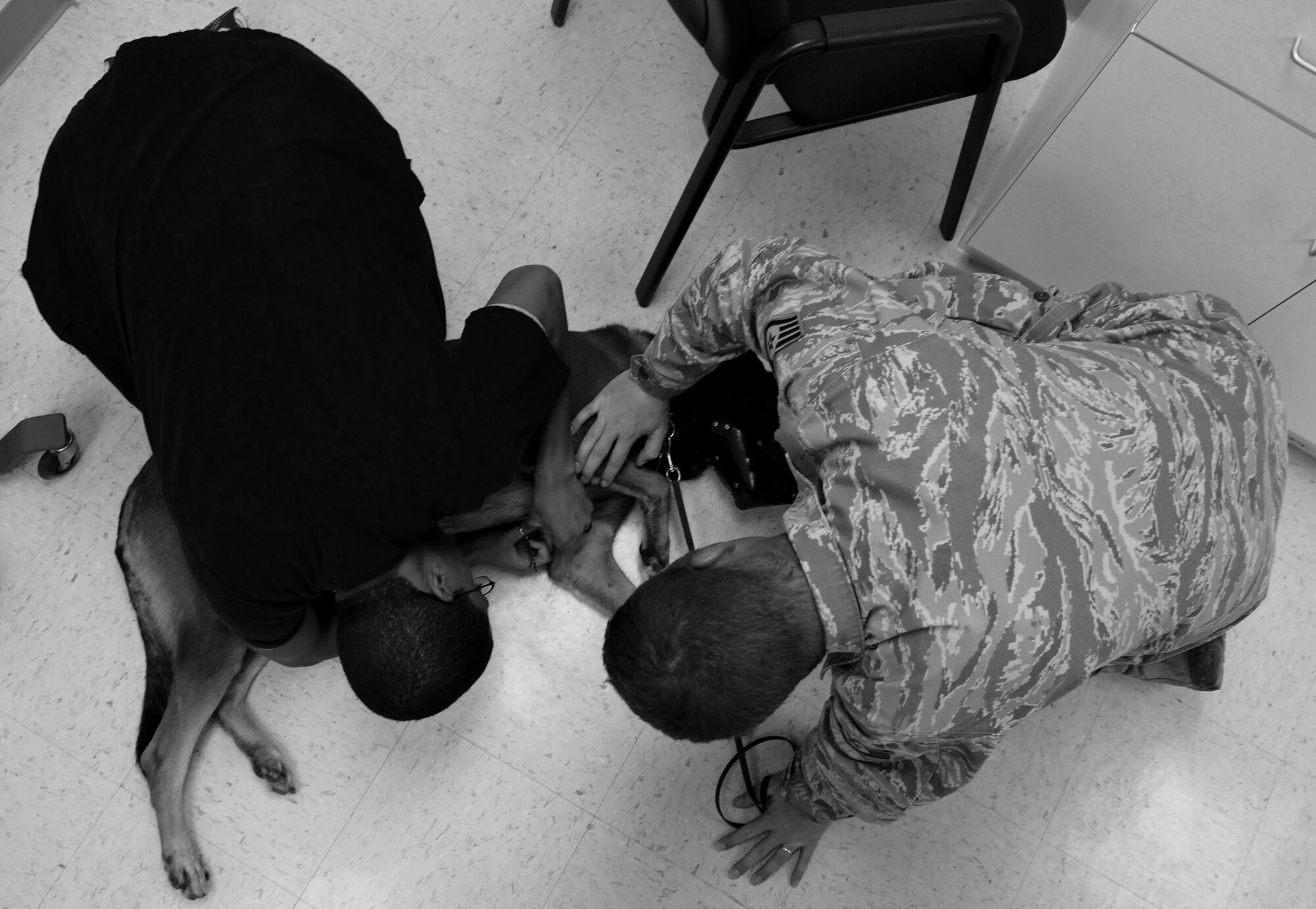 ANDERSEN AIR FORCE BASE, Guam—U.S. Air Force Staff Sgt. David McClain, 36th Security Forces Squadron military working dog trainer, keeps Carlos, a MWD assigned to the 36th SFS, calm as U.S. Army Spec. Jared Donnell, Public Health Command District Western Pacific veterinarian’s technician, removes sutures during a visit to the clinic here Aug. 17. Carlos had to have sutures removed from healed injuries during his revisit to the clinic. (U.S. Air Force photo by Senior Airman Benjamin Wiseman/Released)