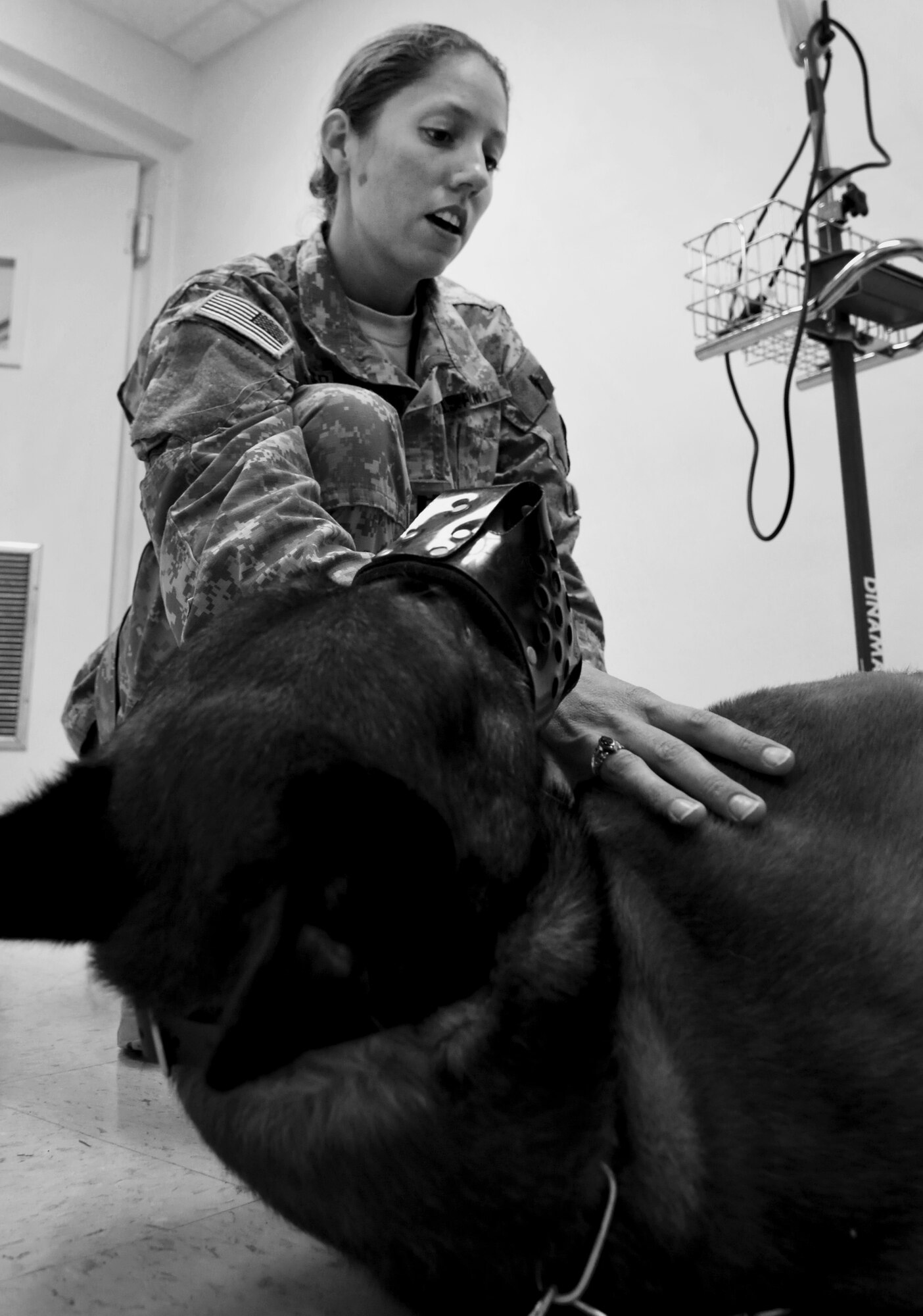 ANDERSEN AIR FORCE BASE, Guam—U.S. Army Capt. Angelina Gerardo, Public Health Command District Western Pacific veterinarian, gives a check-up to Carlos,  a military working dog assigned to the 36th Security Forces Squadron, during a revisit here Aug. 17. Carlos had to come back in to have sutures removed and for a routine visit to the veterinarian. (U.S. Air Force photo by Senior Airman Benjamin Wiseman/Released)
