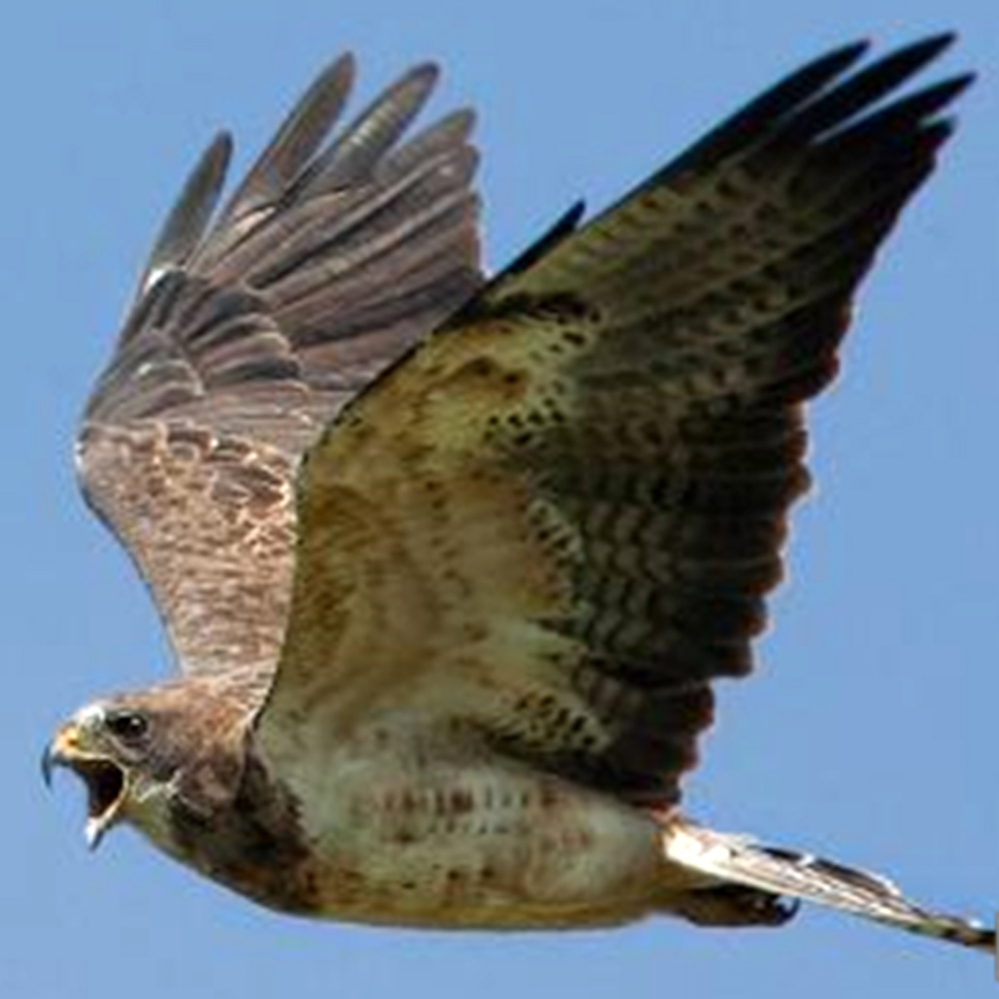 The Swainson Hawk is just one of several types of birds that fly daily over the skies of Buckley Air Force Base. The 460th Space Wing and the 140th Wing are aggressively working to reduce the chances of an aircraft-bird strike at Buckley Air Force Base through its Bird Aircraft Strike Hazards (BASH) program.

