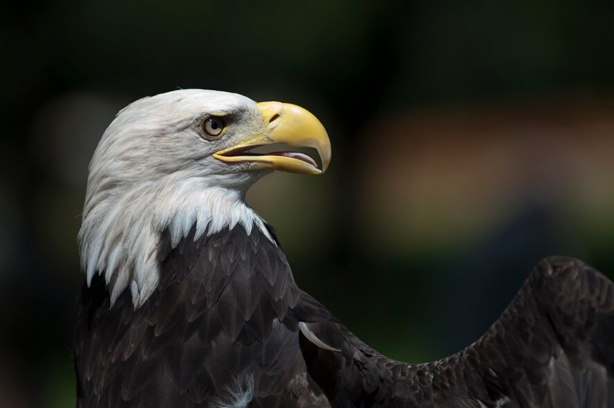 A American Bald Eagle opens its wing for attendees of the 133rd Airlift Wing 2011 Family Day. The 2011 Family Day at the 133rd Airlift Wing August 20th, 20111 included events for children and family members included a fish pond, archery, climbing wall, hay ride, bean bag toss, hammer bell, bouncing room, an eagle demonstration from the National Eagle Center, home run derby, egg toss, fire safety house, and basket ball toss. Static displays and demonstrations on the flight line included a F-16 Fighting Falcon and one of the Wing?s C-130 Hercules cargo aircraft. Food was provided free of charge and served by Fat Lorenzos of Minneapolis to the Airmen and their families. Air Force by Tech. Sgt. Erik Gudmundson (released) 