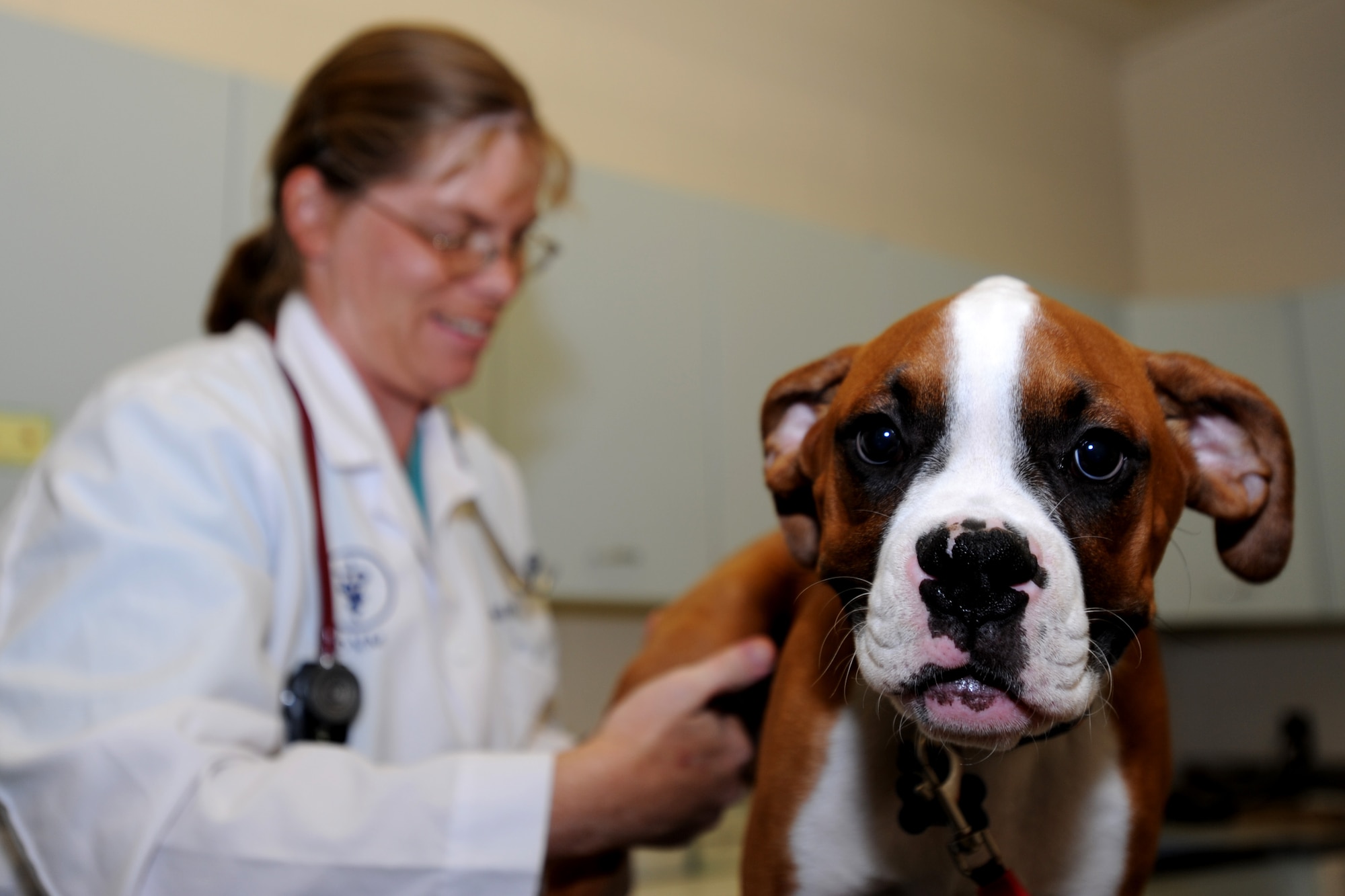 Aiden, a 4-month-old Boxer, is examined by Dr. Sarah Meng, McConnell’s Veterinary Clinic veterinarian, for leg and joint issues Aug. 16, 2011, McConnell Air Force Base, Kan.  The clinic provides vet services for dogs, cats and small furry animals such as rabbits and gerbils. (U.S. Air Force photo/ Airman 1st Class Laura L. Valentine)