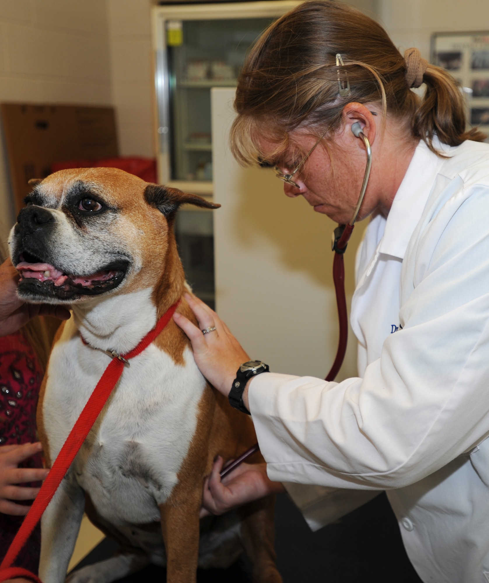 Dr. Sarah Meng, McConnell’s Veterinary Clinic veterinarian, performs a health check-up for Makin’, an 11-year-old Boxer Aug. 16, 2011, McConnell Air Force Base, Kan.  The clinic provides healthy recommendations for pets in extreme heat, such as proper hydration. (U.S. Air Force photo/ Airman 1st Class Laura L. Valentine)