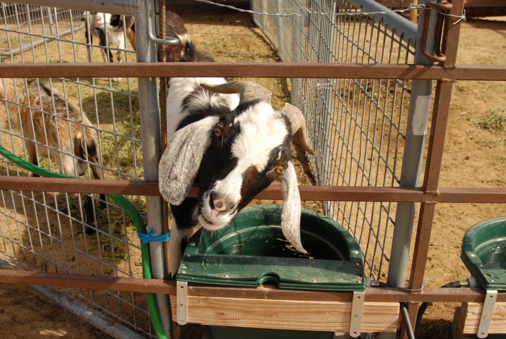 Hanging out in its pen, a curious goat sticks its head out to inspect passersby. One hundred fifty-eight animals, ranging from goats and pigs to zebras and camels, reside at the Animal Education Center at Windswept Ranch on Tehachapi Willow Springs Road. The AEC is newly open to the public for tours on Saturdays from March through October. (Air Force photo by Kenji Thuloweit)