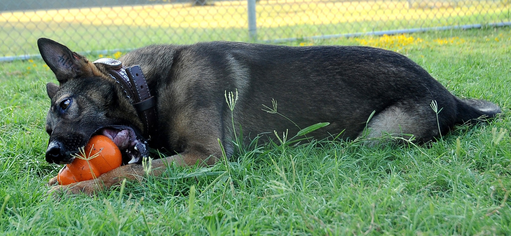 Rico, a 2nd Security Forces Squadron Military Working Dog, chews on one of his favorite toys during a break from training on Barksdale Air Force Base, La., Aug. 24. Rico, a two-year old German Shepherd, is being trained for a deployment overseas. The training consists of practical scenarios including road way sweeps, massive open area sweeps, cache and improvised explosive device sweeps and counter insurgent patrols. (U.S. Air Force photo/Senior Airman Amber Ashcraft) (RELEASED)