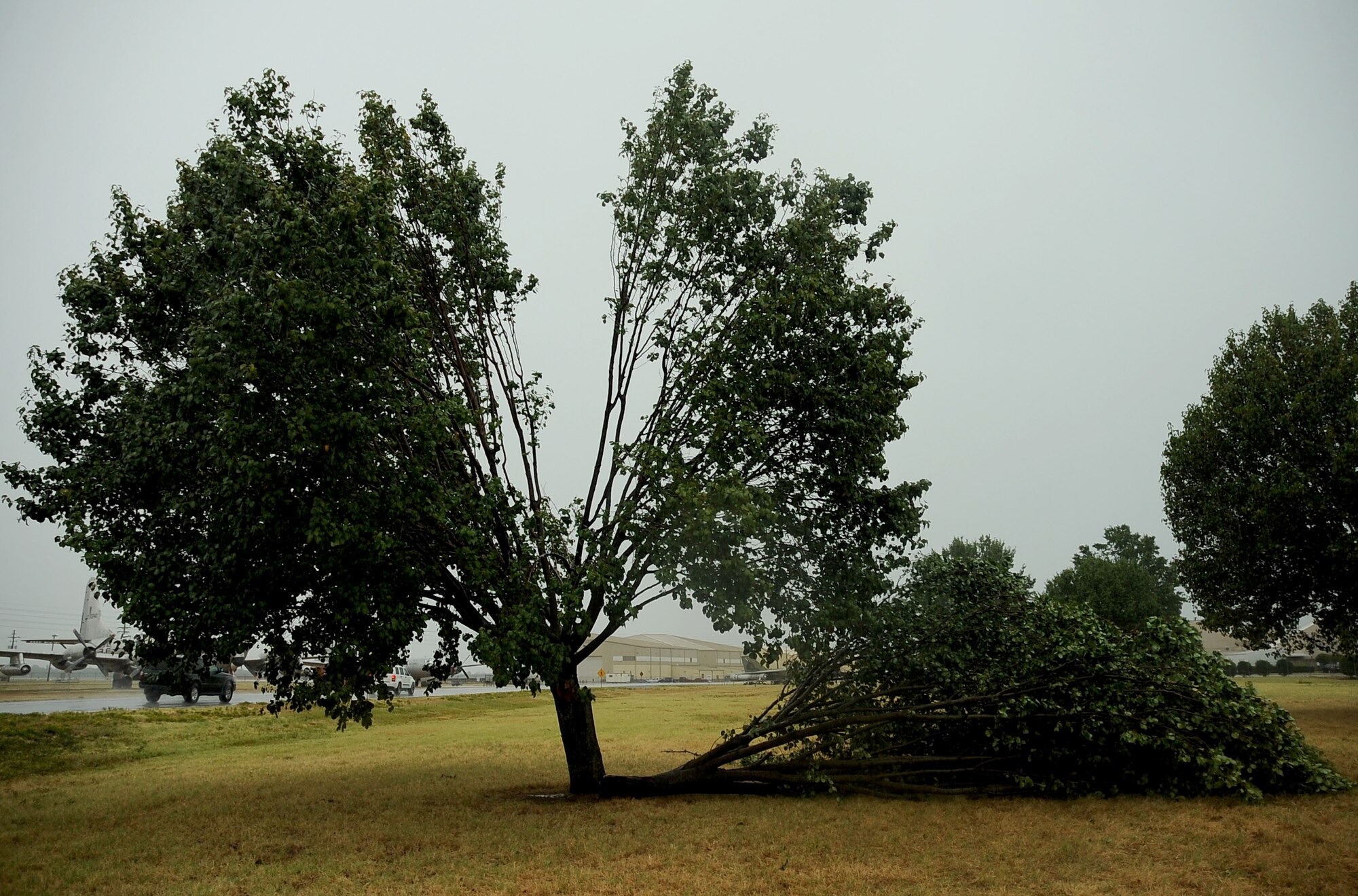 Though the tree itself still stands, a limb was struck by lightning during a storm that hit Barksdale Air Force Base, La., Aug. 24. When lightning is within five nautical miles of the flight line, aircraft are grounded and warnings are sent out to the base populace. (U.S. Air Force photo/Senior Airman Amber Ashcraft) (RELEASED)