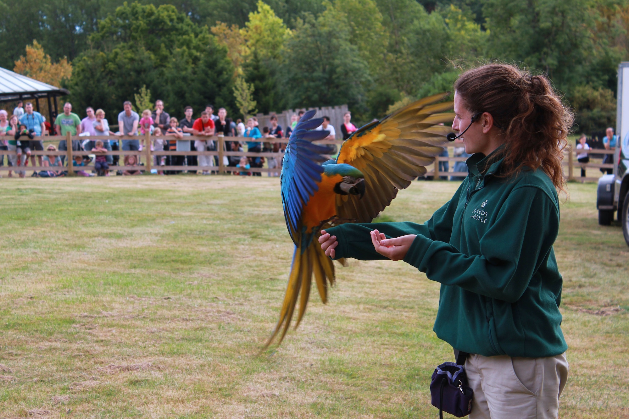 MAIDSTONE, England – Sarah Simmons, bird handler, catches a blue and gold Macaw during the World of Wings bird demonstration at Leeds castle. There is also an aviary on the grounds that has more than 100 species of birds from around the world. Some of these birds participate in the World of Wings show on the grounds.  (U.S. Air Force photo by Staff Sgt. Connor Estes)