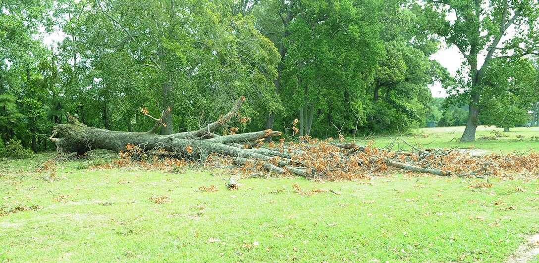 A tree is damaged by strong winds during Hurricane Irene at Fort Eustis, Va., Aug. 29, 2011. According to officials the storm knocked out power to more than 4 million people and was responsible for at least 20 deaths along the East Coast. (U.S. Air Force photo by Staff Sgt. Antoinette Gibson/Released)