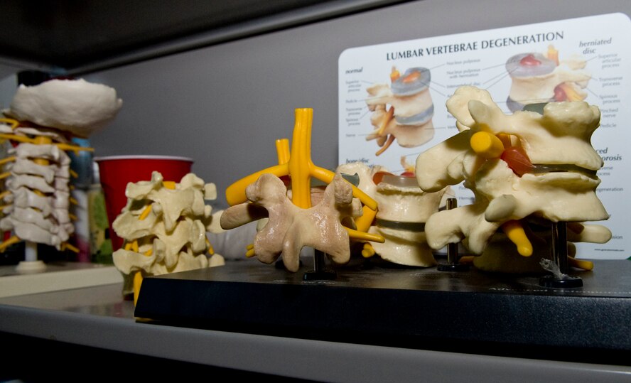 Models of the human spine are displayed in Dr. Philip Hardinger?s office on Barksdale Air Force Base, La., Nov. 30. Hardinger is the chiropractor for the 2nd Medical Group and works to ease the pain of those who suffer from back and spine problems. (U.S. Air Force photo/Airman 1st Class Benjamin Gonsier)(RELEASED)