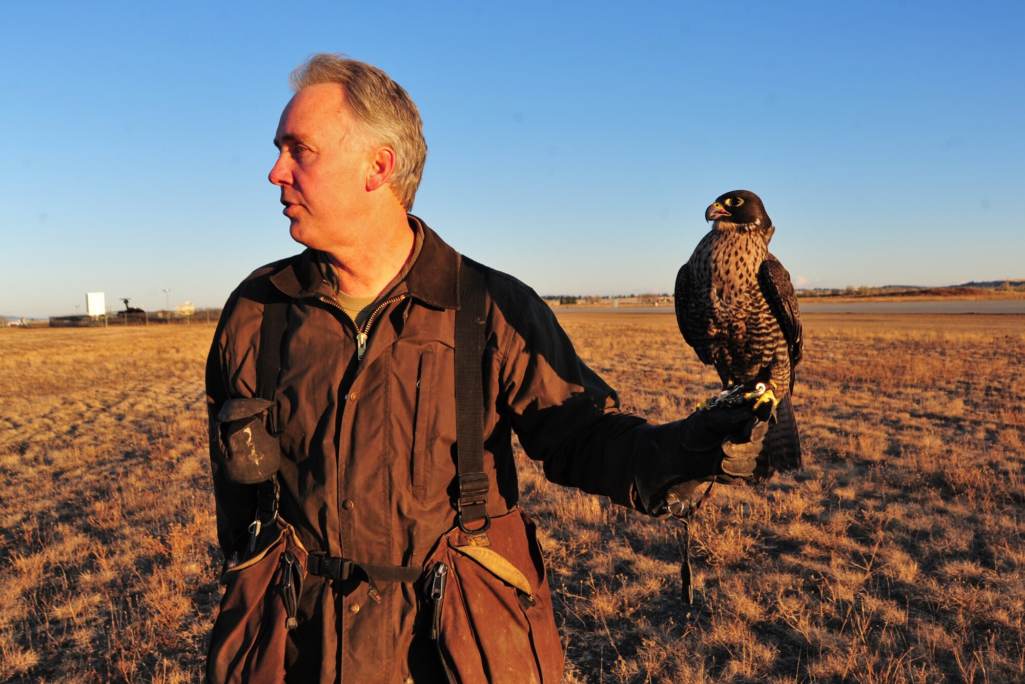 Kinch, a hybrid falcon, half Gyrfalcon and half Peregrine falcon, sits perched on his master’s glove on Fairchild Nov. 15. Kinch is just one of the tools the base uses to minimize bird-to-aircraft strikes. Base Safety coordinates its efforts multiple times a week with the airfield manager, civil engineering entomology and the tower (U.S. Air Force photo/Airman 1st Class Taylor Curry)
