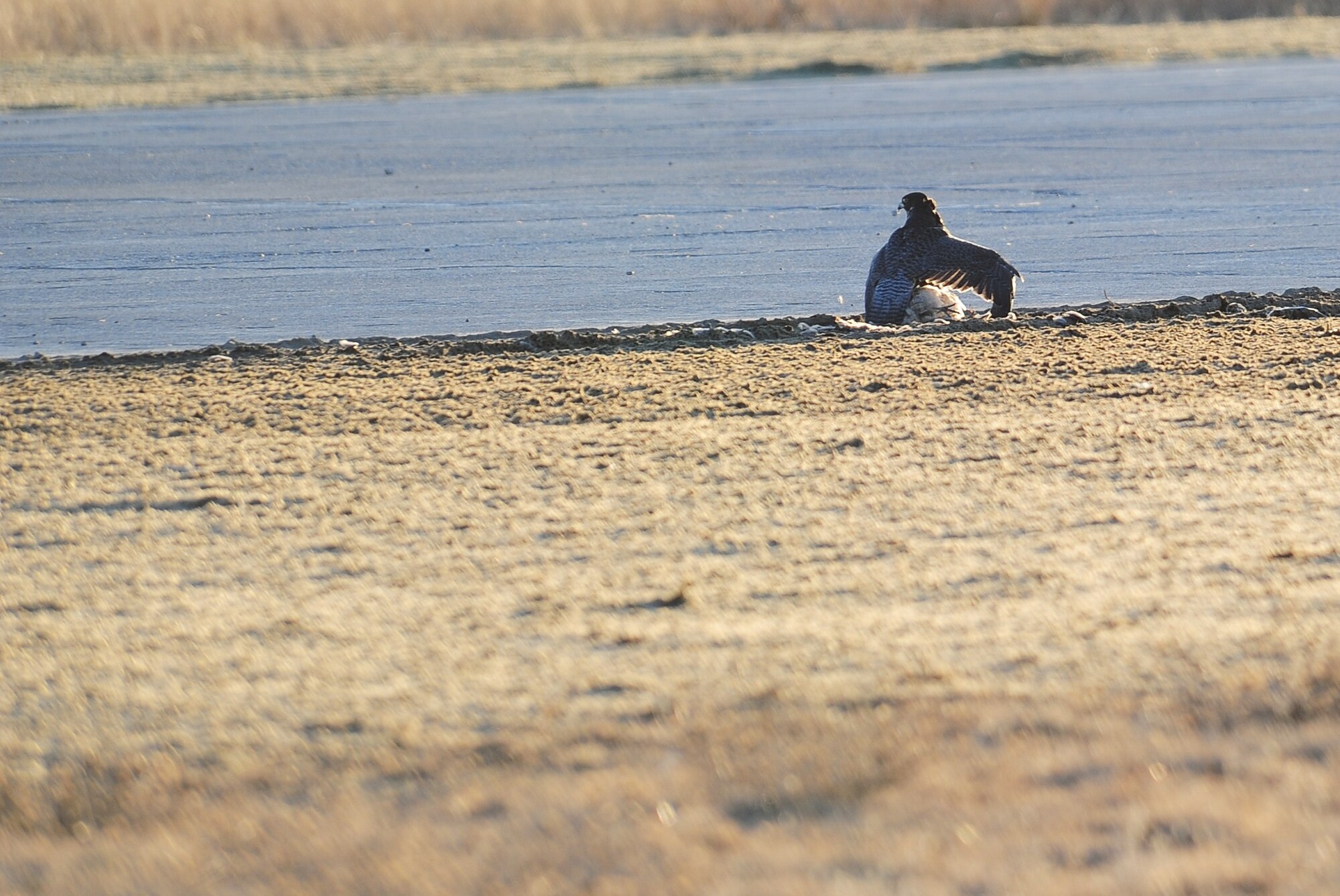 Kinch, a trained and owned falcon by David Knutson, guards his prey after taking it to the ground on Fairchild Nov. 15. Kinch can reach speeds up to about 250 mph when he dives to take out his target from the sky. “We have proven to directly impact the mission by reducing the non-damaging bird strikes and nearly eliminating the damaging bird strikes around the base,” Knutson said. “At the end of our first year here we did not have any damaging bird strikes and reduced the number of non-damaging bird strikes from the previous year by 83 percent. This results in monetary savings of dollars and reduction of flying threats for the crews and KC-135s.” (U.S. Air Force photo/Airman 1st Class Taylor Curry)