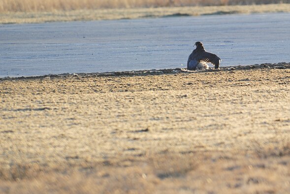 Kinch, a trained and owned falcon by David Knutson, guards his prey after taking it to the ground on Fairchild Air Force Base, Wash., Nov. 15, 2011. Kinch can reach speeds up to about 250 mph when he dives to take out his target from the sky. “We have proven to directly impact the mission by reducing the non-damaging bird strikes and nearly eliminating the damaging bird strikes around the base,” Knutson said. “At the end of our first year here we did not have any damaging bird strikes and reduced the number of non-damaging bird strikes from the previous year by 83 percent. This results in monetary savings of dollars and reduction of flying threats for the crews and KC-135s.” (U.S. Air Force photo/Airman 1st Class Taylor Curry)