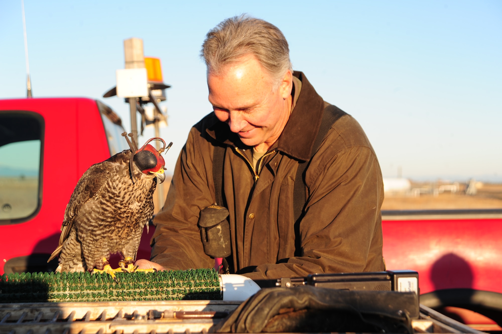 David Knutson, a contractor who uses his falcons and dogs to deter birds on Fairchild’s flightline, carries his hybrid falcon, Kinch, on Fairchild Nov. 15. Kinch is a hybrid falcon, half Gyrfalcon and half Peregrine Falcon. Knutson’s falcons specialize in removing other birds from the runway so there isn’t a threat of the wild birds damaging aircraft. (U.S. Air Force photo/Airman 1st Class Taylor Curry)
