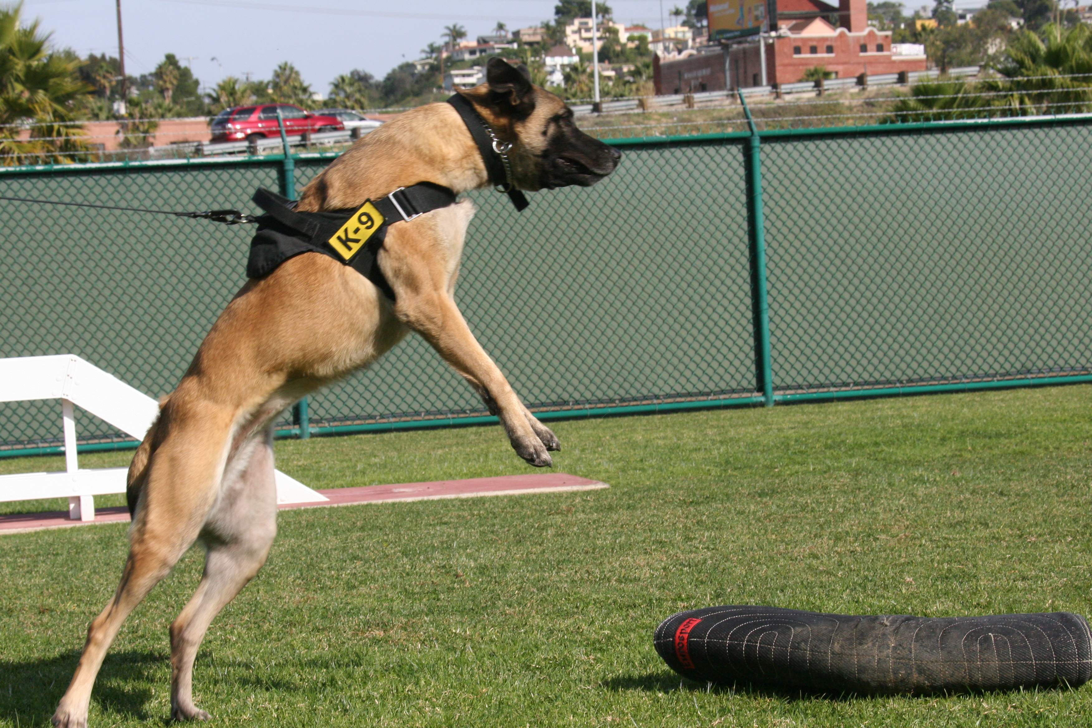 Military Working Dogs Keeping the Depot safe Marine Corps