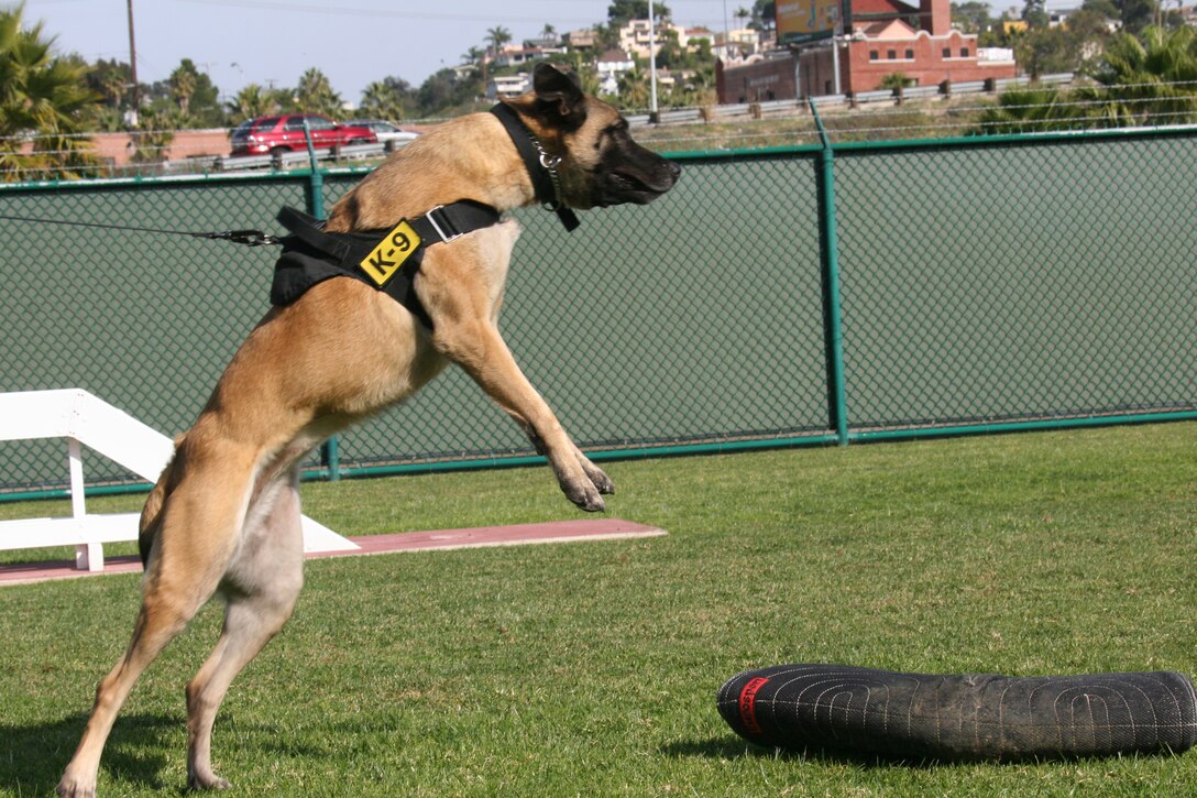 Sita, Marine Corps Recruit Depot San Diego military working dog, launches after Sgt. Andrew Johnson, kennel master, after her handler Cpl. Christian Gallego, canine handler, tells her to. The six military working dogs aboard the depot train reguarly in bite work and explosive and narcotics searches. Once a month they also undergo gun fire training to ensure the dogs are willing to protect their handlers under any circumstances and do not fear loud noises.
