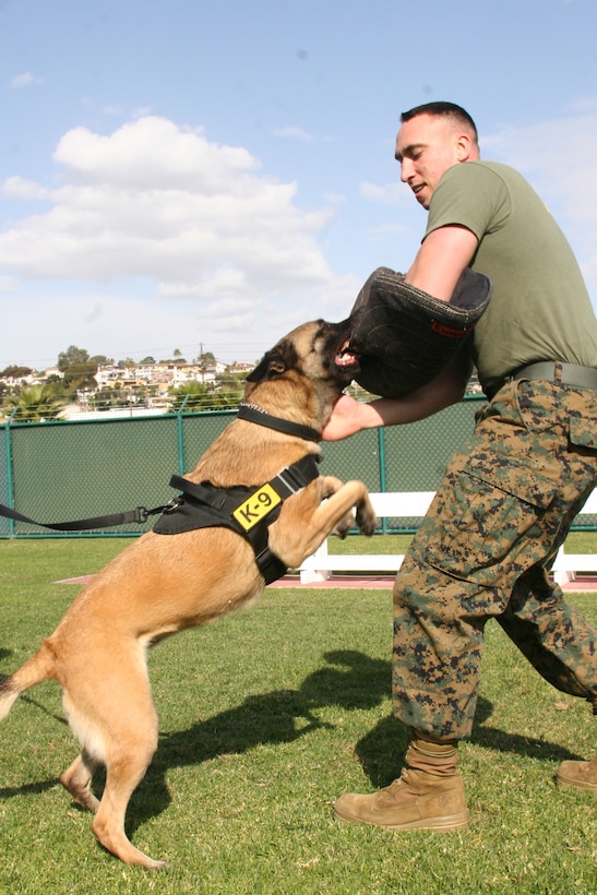 Sita, Marine Corps Recruit Depot San Diego military working dog, launches after Sgt. Andrew Johnson, kennel master, after her handler Cpl. Christian Gallego, canine handler, tells her to attack. The six military working dogs aboard the depot train reguarly in bite work and explosive and narcotics searches. Once a month they also undergo gun fire training to ensure the dogs are willing to protect their handlers under any circumstances and do not fear the loud noises.