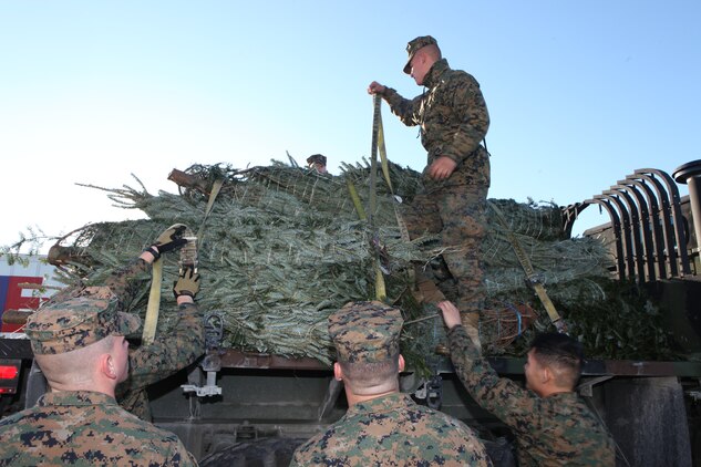 Marines with the Logistics Operation School, Marine Corps Combat Service Support School, load up Christmas trees, Dec. 2, at Onslow Beach aboard Marine Corps Base Camp Lejeune. The Christmas Spirit Foundation Trees for Troops program provided 850 Christmas trees to military families this year, and hopes to deliver its 100,000th this year since the program was created in 2005.