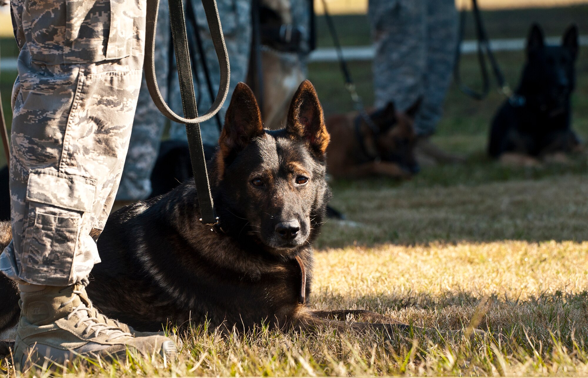 Military working dogs and their handlers formed a half-circle around the military working dog memorial at a ceremony for IQ, one of Eglin’s K-9s, at the Air Force Armament Museum, Dec. 1.  IQ died unexpectedly Nov. 6 of bloat, a stomach condition.  He joined the Air Force in March 2010 and came to Eglin in Nov.  2010.  He was fully trained and qualified by his partner, Staff Sgt. Brandon Hardy, of the 96th Security Forces Squadron, in May.  At the memorial, Hardy said IQ’s name fit him perfectly and he served his country well.  (U.S. Air Force photo/Samuel King Jr.)