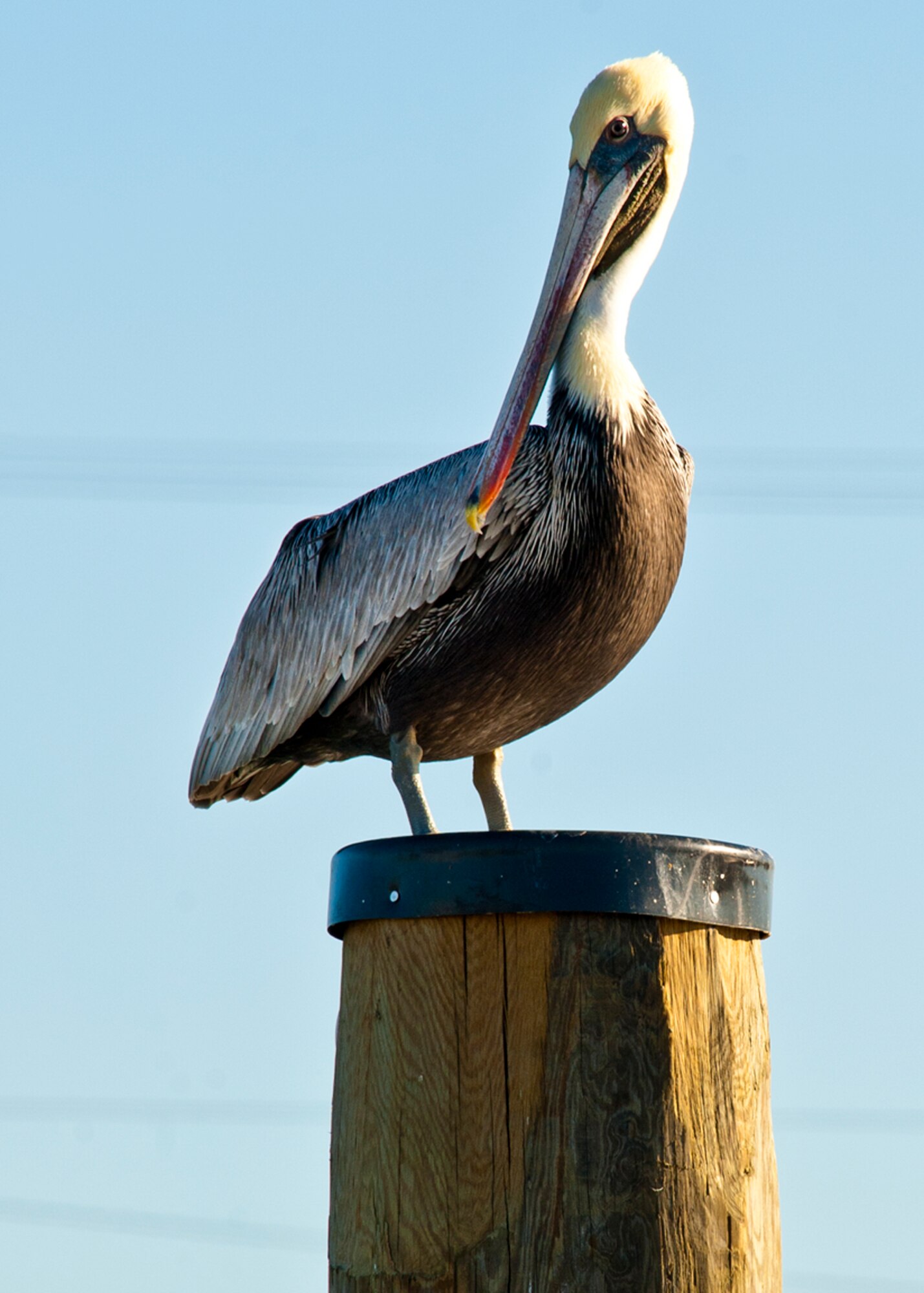 A pelican perches on a wooden pole by Weekly Bayou at Eglin Air Force Base, Fla., Nov. 29.  The pelican is one of many wild birds within the Eglin range.  (U.S. Air Force photo/Samuel King Jr.)