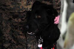 Marine Cpl. David Donchess pets his new service dog, Ruth, during a ceremony at the Naval Consolidated Brig Charleston Dec. 1. During the ceremony, the NAVCON Brig, in partnership with Carolina Canines for Service, presented Donchess, a wounded service member, his service dog Ruth.  Donchess deployed twice to Helmand Province, Afghanistan with the 1st Battalion, 6th Marine Regiment.  In March 2010, the seven-ton truck he was driving detonated an Improvised Explosive Device. He sustained numerous injuries and was awarded the Purple Heart. CCFS is a non-profit health and human services organization that trains service dogs for people with disabilities. Through this program, military prisoners are taught to train service dogs for veterans with disabilities. Since the program's inception, 14 wounded service members have received service dogs.  (U.S. Air Force photo/ Staff Sgt. Nicole Mickle)  