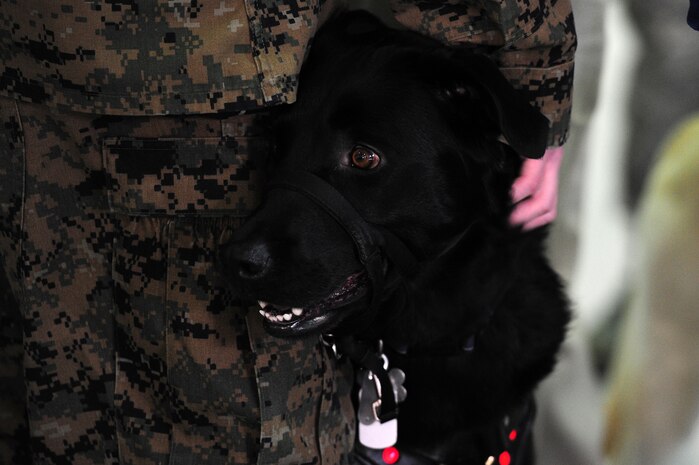 Marine Cpl. David Donchess pets his new service dog, Ruth, during a ceremony at the Naval Consolidated Brig Charleston Dec. 1. During the ceremony, the NAVCON Brig, in partnership with Carolina Canines for Service, presented Donchess, a wounded service member, his service dog Ruth.  Donchess deployed twice to Helmand Province, Afghanistan with the 1st Battalion, 6th Marine Regiment.  In March 2010, the seven-ton truck he was driving detonated an Improvised Explosive Device. He sustained numerous injuries and was awarded the Purple Heart. CCFS is a non-profit health and human services organization that trains service dogs for people with disabilities. Through this program, military prisoners are taught to train service dogs for veterans with disabilities. Since the program's inception, 14 wounded service members have received service dogs.  (U.S. Air Force photo/ Staff Sgt. Nicole Mickle)  