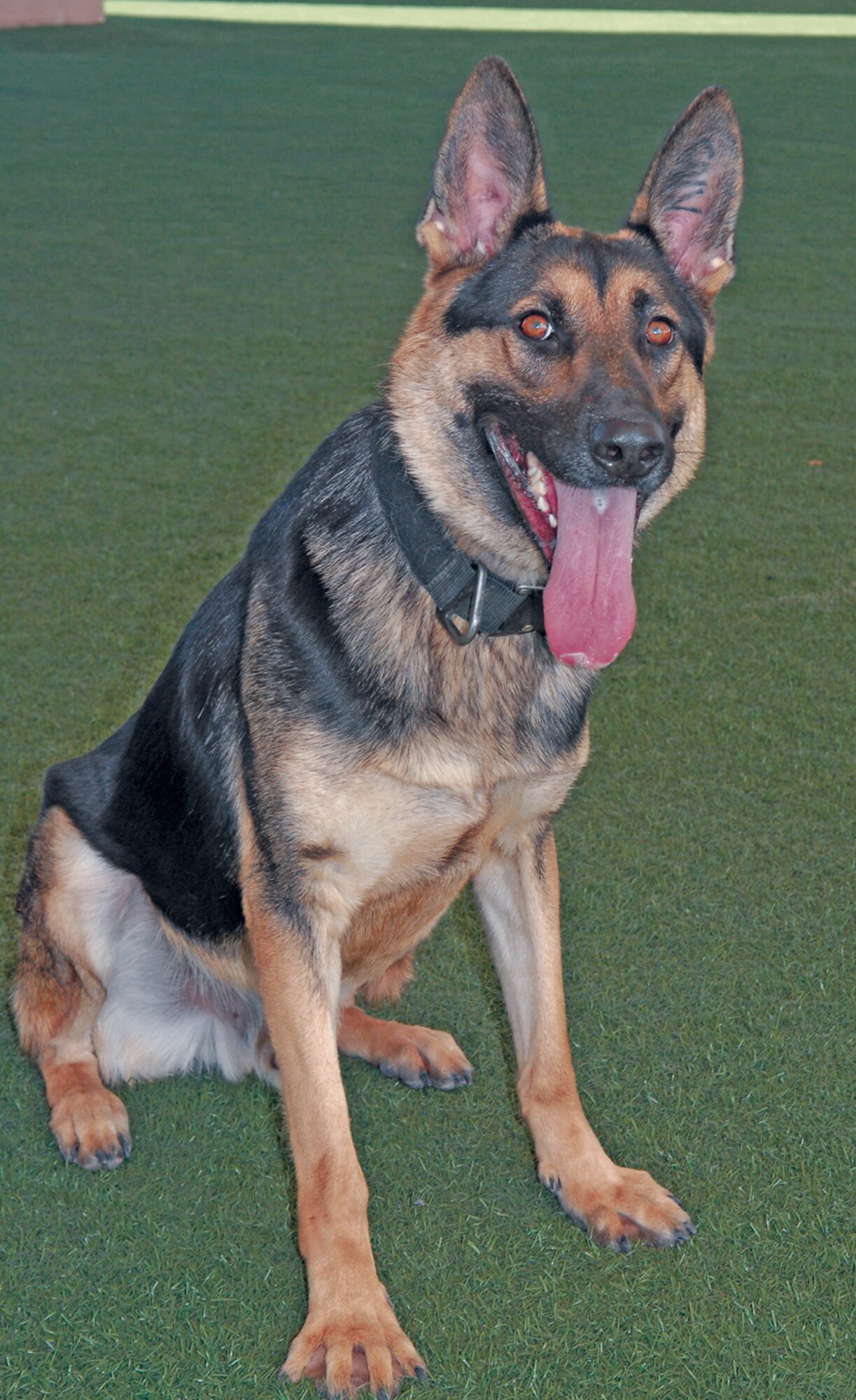 Wax, 56th Security Forces military working dog poses at the 56th SFS MWD training facility at Luke Air Force Base. (Courtesy photo)