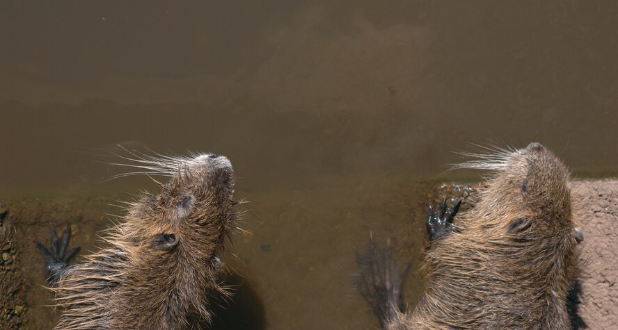 Nutria sit inside a sewage drain on Barksdale Air Force Base, La., Dec. 2. The large rodents were brought to Louisiana in the 1930s from South America for their fur. Since their arrival they have destroyed tens of thousands of acres of wetlands in Louisiana by grazing on roots of plants making it difficult for vegetation to grow and creating more open water. (U.S. Air Force photo/Airman 1st Class Joseph A. Pagan Jr.)(RELEASED) 