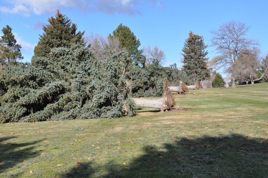 Approximately 90 trees fell down at Hubbard Memorial Golf Course during the wind storm Dec. 1. 