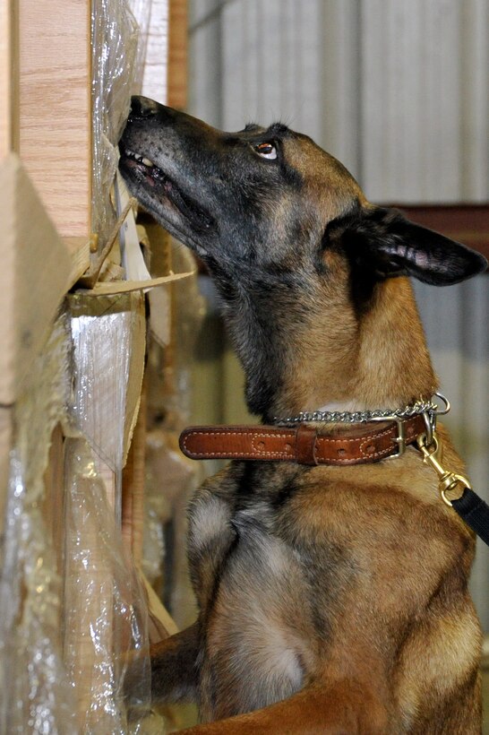 Jackson, An 11th Security Forces Group military working dog, and Senior Airman Ronald Vizcarra, 11 SFG MWD handler, search a warehouse for explosive devices during training here Dec. 1. Airmen regularly train MWDs in detection, controlled aggression, and the obstacle course in order to keep both the dogs, and handlers skills sharp. (U.S. Air Force photo/Senior Airman Perry Aston)
