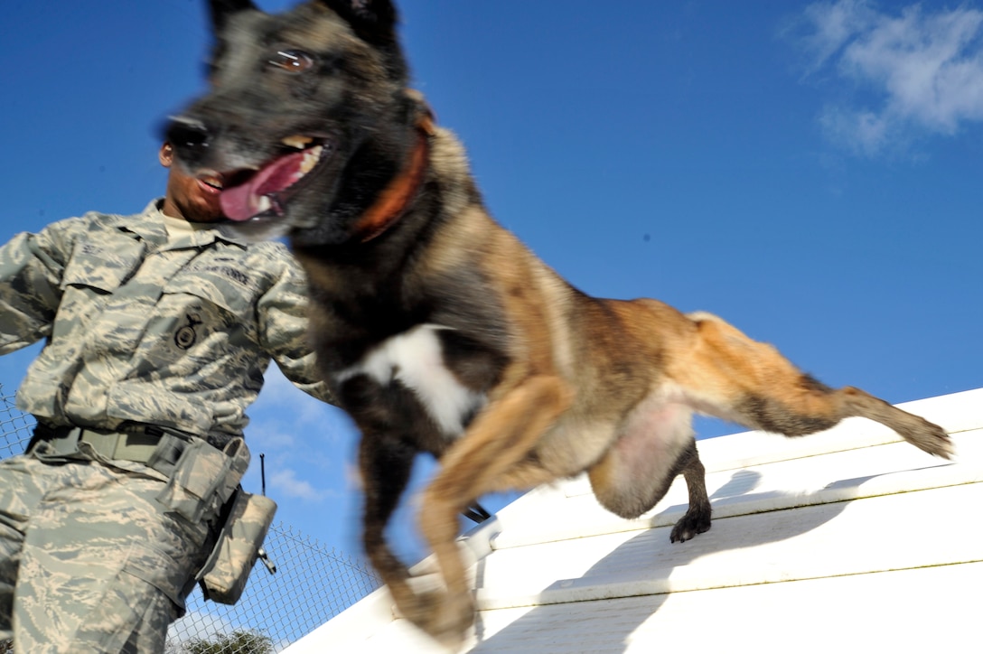 An 11th Security Forces Group military working dog runs the obstacle course here Nov. 30. 11 SFG Airmen train MWDs every day and for exercise to keep their skills sharp. (U.S. Air Force photo/Senior Airman Perry Aston)