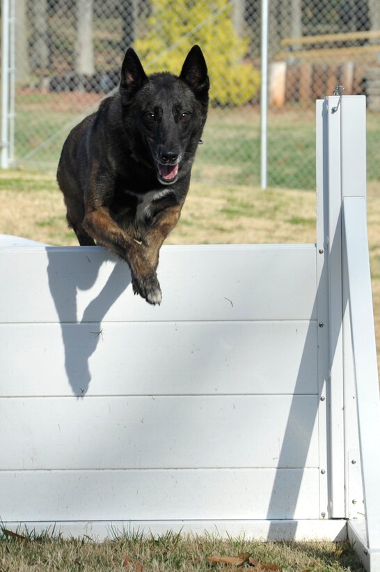 An 11th Security Forces Group military working dog runs the obstacle course here Nov. 30. 11 SFG Airmen train MWDs every day for exercise and to keep their skills sharp. (U.S. Air Force photo/Senior Airman Perry Aston)