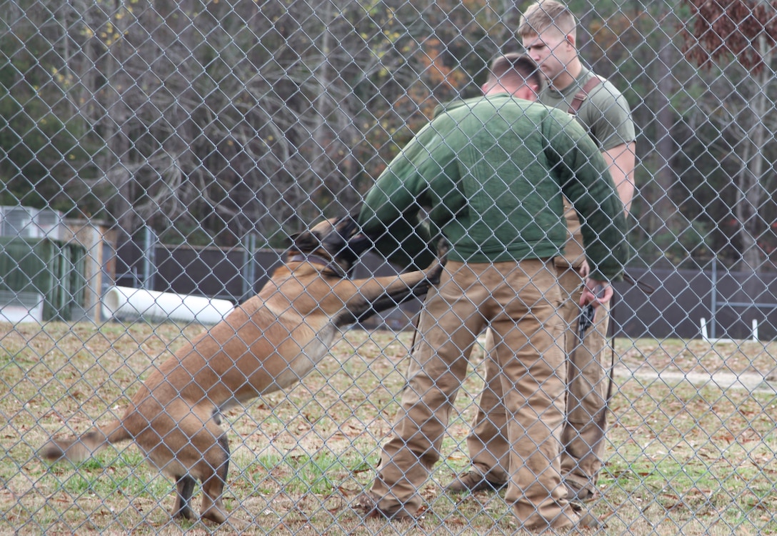 Sgt. Shain Nickerson, a military working dog trainer, gets attacked by Hrom, a military working dog, while Cpl. Christopher Krupa, a military working dog handler, observes Hrom’s performance in a live demonstration for the Craven County Community College Criminal Justice Society Club Dec. 9. The club takes frequent trips to destinations in Eastern North Carolina including gun ranges, prisons and State Bureau of Investigation crime lab and other places that involve criminal justice.