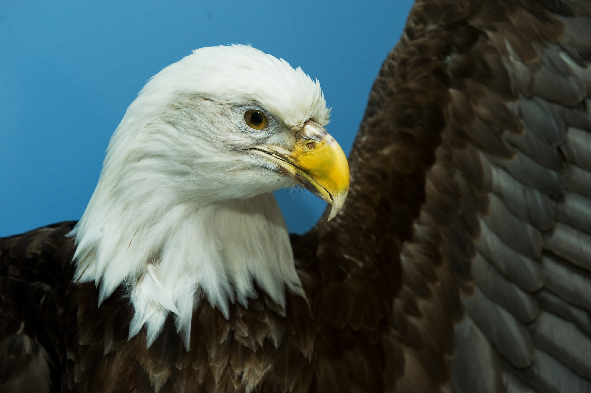 BUCKLEY AIR FORCE BASE, Colo. --  Lucy, an 11-year-old preserved bald eagle, is now on display at the 460th Space Wing Headquarters building. (U.S. Air Force photo by Airman 1st Class Phillip Houk)