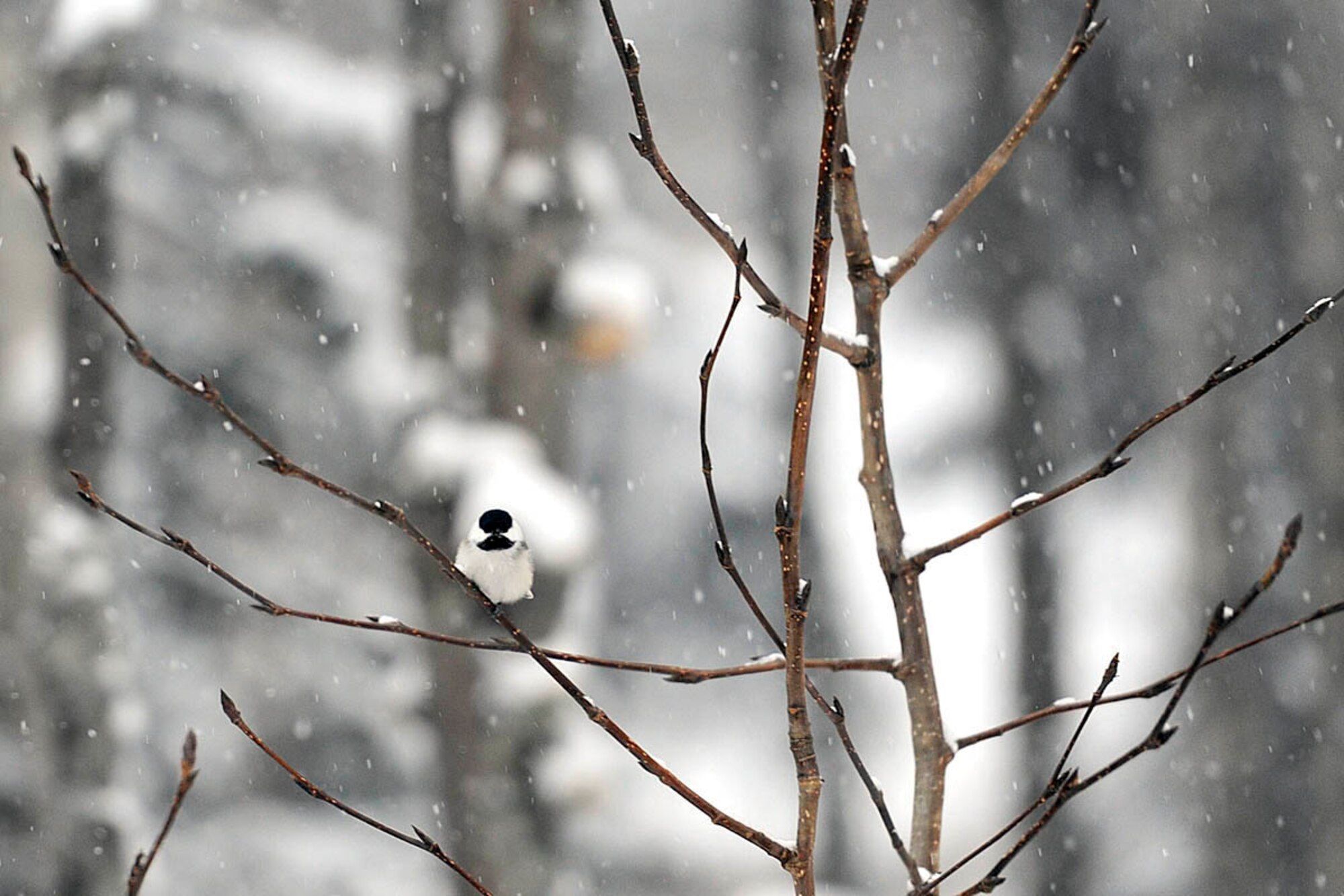 A black-capped chickadee sits in a tree on a snowy day. (U.S. Air Force photo/John Pennell)