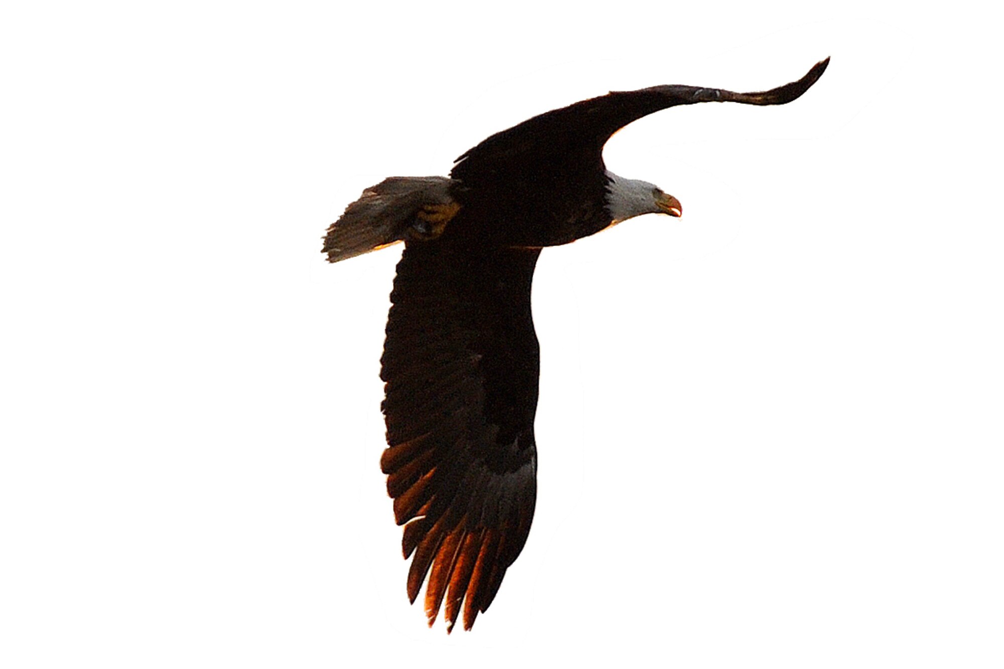 A bald eagle soars over the Cook Inlet. (U.S. Air Force photo/John Pennell)