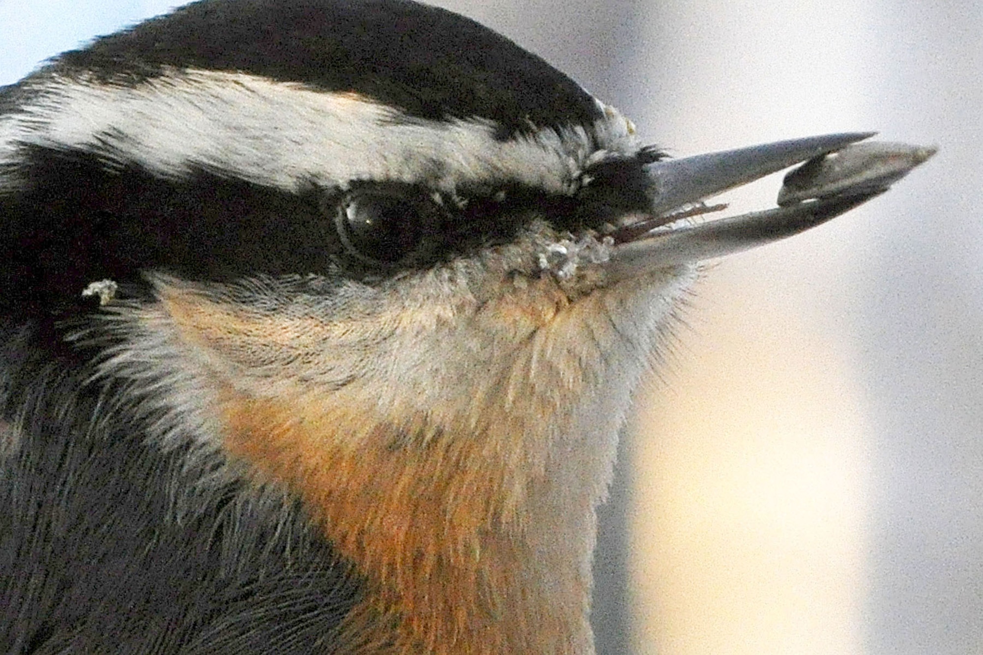 A nuthatch prepares to eat a sunflower seed. (U.S. Air Force photo/John Pennell)