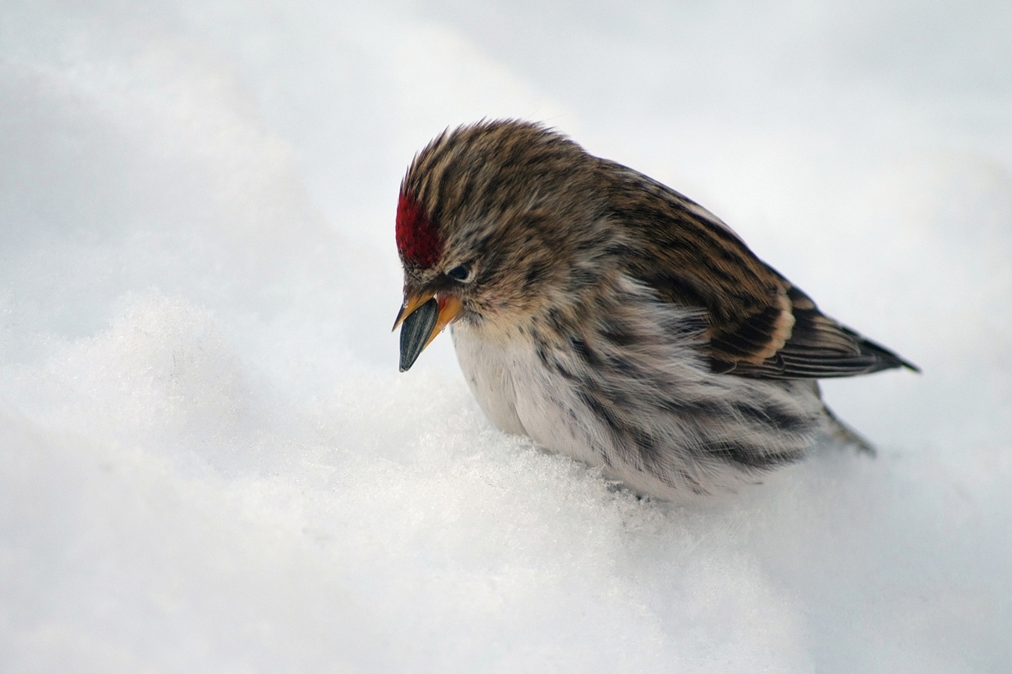A common redpoll contemplates the seed he carried away from a bird feeder. (U.S. Air Force photo/John Pennell)