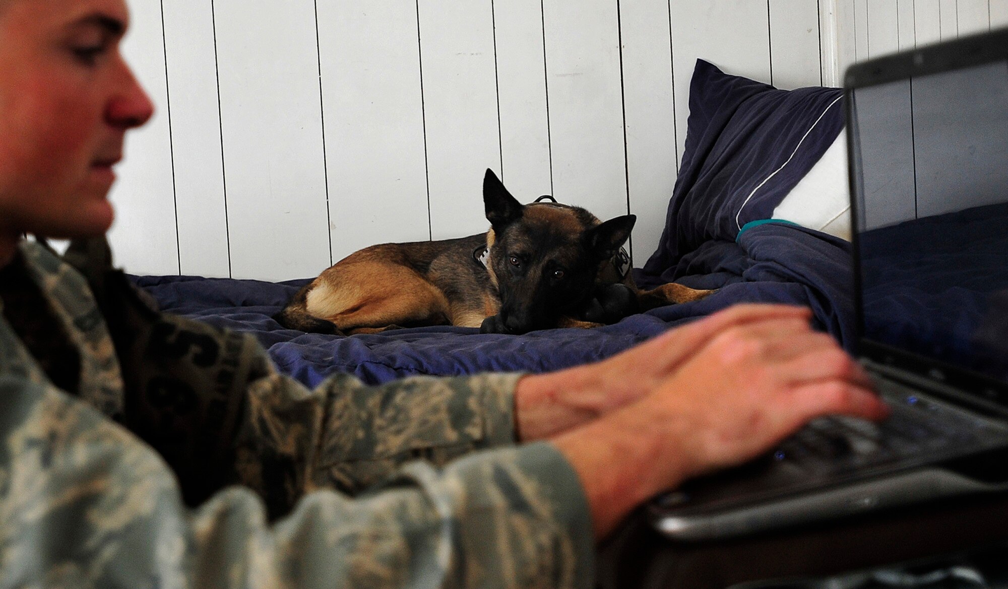 Geri, a  patrol and explosive detector dog assigned to the 447th Expeditionary Security Forces Squadron, lays on Senior Airman Stephen Hanks' bed while Hanks updates Geri's records in his compartmentalized housing unit in Baghdad, Iraq, Dec. 11, 2011. Hanks is a  447th ESFS military working dog handler. For the last six months Geri and Hanks, have been supporting Operation New Dawn by providing explosive and psychological deterrence. Hanks and Geri are deployed from Patrick Air Force Base, Fla. Hanks is from Amherst, Mass. (U.S. Air Force photo/Master Sgt. Cecilio Ricardo)