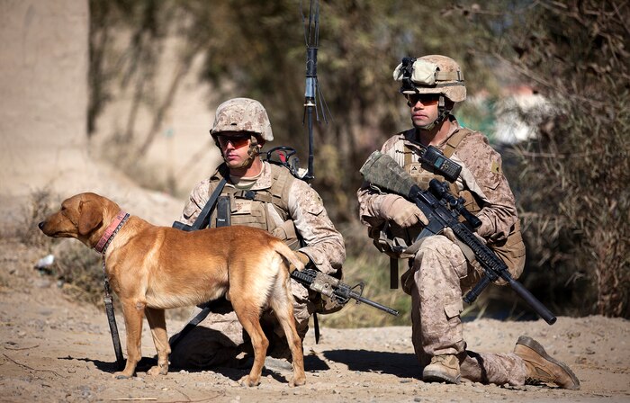 U.S. Marine Lance Cpls. James Blomstran and Ryan Gerrity, an improvised explosive device detection dog handler and fire team leader with 2nd Platoon, Lima Company, 3rd Battalion, 3rd Marine Regiment, and Blomstran’s dog Sage halt during a security patrol here, Dec. 12, near the canal from which they previously helped rescue nine Afghans. The 22-year-old Blomstran is from Cortland, Ohio, and the 21-year-old Gerrity is from Cranford, N.J. On a Dec. 2 night patrol, a vehicle carrying an Afghan family struck an Afghan National Army soldier and sent both plunging into the frigid canal. The ANA soldiers provided security while the 2nd Platoon Marines braved the swiftly moving current to recover the accident victims. “If any one of the Marines from our platoon was put in that situation, they would’ve done the same thing,” Gerrity said.