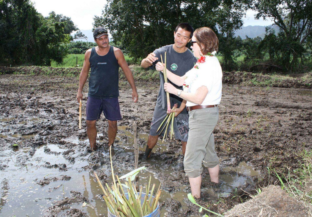 Assistant Secretary of the Army for Civil Works Jo-Ellen Darcy (right) learns the fine points of planting Taro from Brad Wong (center) Marine Fellow at TNC and a supporter of Kako’o Oiwi and Liko Kaluhiwa of Kako’o Oiwi.