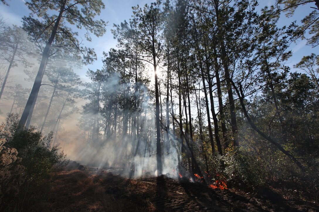 The sun peeks through the trees of Marine Corps Base Camp Lejeune, as forestry personnel conduct a controlled burn near Lyman Road, Dec. 21. Controlled burns remove underbrush which greatly reduces the risks of unintentional fires and helps promote new growth.